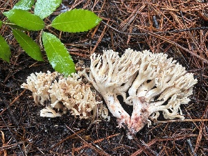  ( - FDS-CA-08114)  @11 [ ] by-nc (2024) Damon Tighe Fungal Diversity Survey