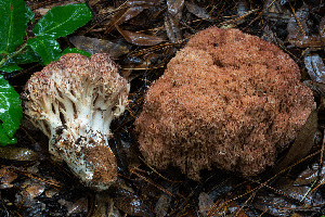  ( - FDS-CA-08538)  @11 [ ] by-nc (2024) Dean Lyons Fungal Diversity Survey