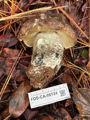  (Leccinum - FDS-CA-08124)  @11 [ ] by-nc (2024) Damon Tighe Fungal Diversity Survey