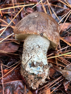  ( - FDS-CA-08124)  @11 [ ] by-nc (2024) Damon Tighe Fungal Diversity Survey