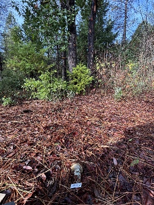  ( - FDS-CA-08124)  @11 [ ] by-nc (2024) Damon Tighe Fungal Diversity Survey