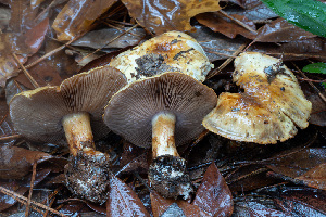  (Calonarius cracens - FDS-CA-07401)  @11 [ ] by-nc (2024) Dean Lyons Fungal Diversity Survey