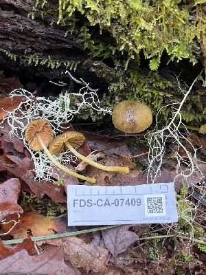  ( - FDS-CA-07409)  @11 [ ] by-nc (2024) Dean Lyons Fungal Diversity Survey