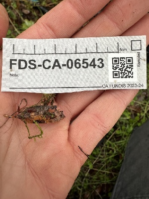  ( - FDS-CA-06543)  @11 [ ] by-nc (2024) Taye Bright Fungal Diversity Survey