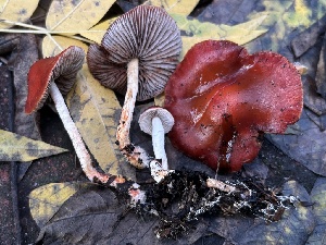  ( - FDS-CA-08128)  @11 [ ] by-nc (2024) Damon Tighe Fungal Diversity Survey