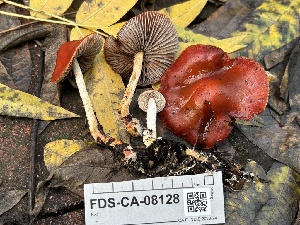  ( - FDS-CA-08128)  @11 [ ] by-nc (2024) Damon Tighe Fungal Diversity Survey