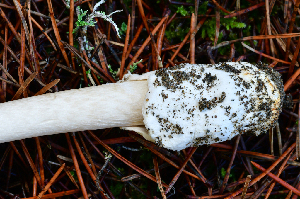  ( - HAY-F-001046)  @11 [ ] by-nc (2023) Christian Schwarz Fungal Diversity Survey