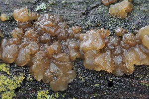  ( - FDS-CA-06539)  @11 [ ] by-nc (2024) Taye Bright Fungal Diversity Survey