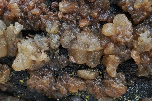  ( - FDS-CA-06539)  @11 [ ] by-nc (2024) Taye Bright Fungal Diversity Survey