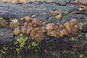  ( - FDS-CA-06539)  @11 [ ] by-nc (2024) Taye Bright Fungal Diversity Survey