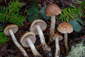  (Hebeloma olympianum - FDS-CA-07414)  @11 [ ] by-nc (2024) Dean Lyons Fungal Diversity Survey