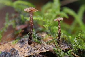  ( - FDS-CA-06543)  @11 [ ] by-nc (2024) Taye Bright Fungal Diversity Survey