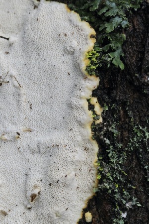  ( - FDS-CA-06551)  @11 [ ] by-nc (2024) Taye Bright Fungal Diversity Survey