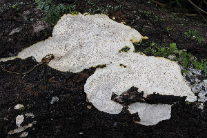  ( - FDS-CA-06551)  @11 [ ] by-nc (2024) Taye Bright Fungal Diversity Survey