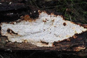  ( - FDS-CA-06551)  @11 [ ] by-nc (2024) Taye Bright Fungal Diversity Survey