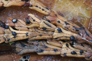  (Phacidiales - FDS-CA-06535)  @11 [ ] by-nc (2024) Taye Bright Fungal Diversity Survey