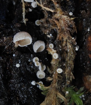  ( - FDS-CA-06538)  @11 [ ] by-nc (2024) Taye Bright Fungal Diversity Survey