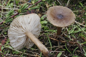  (Melanoleuca sp. CA11 - FDS-CA-06547)  @11 [ ] by-nc (2024) Taye Bright Fungal Diversity Survey