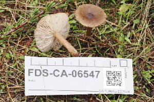  ( - FDS-CA-06547)  @11 [ ] by-nc (2024) Taye Bright Fungal Diversity Survey