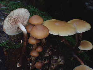  ( - FDS-CA-07108)  @11 [ ] by (2024) Mandy Hackney Fungal Diversity Survey