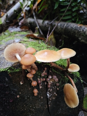  ( - FDS-CA-07108)  @11 [ ] by (2024) Mandy Hackney Fungal Diversity Survey