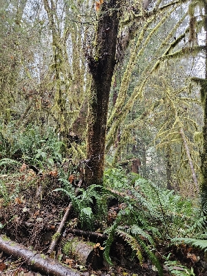  ( - FDS-CA-07108)  @11 [ ] by (2024) Mandy Hackney Fungal Diversity Survey