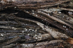  ( - FDS-CA-06554)  @11 [ ] by-nc (2024) Taye Bright Fungal Diversity Survey