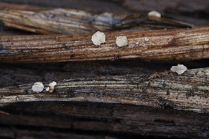  ( - FDS-CA-06554)  @11 [ ] by-nc (2024) Taye Bright Fungal Diversity Survey