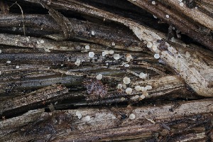  (Microscypha - FDS-CA-06554)  @11 [ ] by-nc (2024) Taye Bright Fungal Diversity Survey