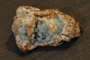  (Penicillium lanosum - FDS-CA-06556)  @11 [ ] by-nc (2024) Taye Bright Fungal Diversity Survey