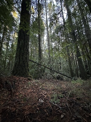  ( - FDS-CA-06559)  @11 [ ] by-nc (2024) Taye Bright Fungal Diversity Survey