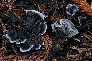  ( - FDS-CA-06559)  @11 [ ] by-nc (2024) Taye Bright Fungal Diversity Survey