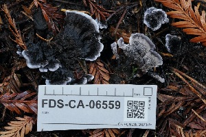  ( - FDS-CA-06559)  @11 [ ] by-nc (2024) Taye Bright Fungal Diversity Survey
