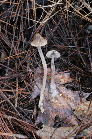  ( - FDS-CA-07569)  @11 [ ] c (2024) Marinna Grijalva Fungal Diversity Survey