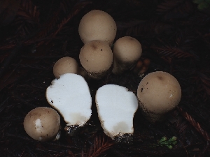  ( - FDS-CA-07114)  @11 [ ] by (2024) Mandy Hackney Fungal Diversity Survey