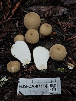  ( - FDS-CA-07114)  @11 [ ] by (2024) Mandy Hackney Fungal Diversity Survey