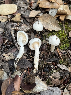  ( - FDS-CA-07442)  @11 [ ] by-nc (2024) Dean Lyons Fungal Diversity Survey