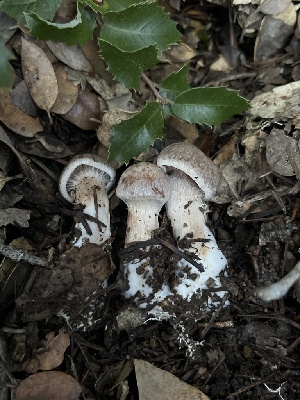  ( - FDS-CA-07438)  @11 [ ] by-nc (2024) Dean Lyons Fungal Diversity Survey
