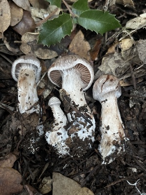  ( - FDS-CA-07438)  @11 [ ] by-nc (2024) Dean Lyons Fungal Diversity Survey