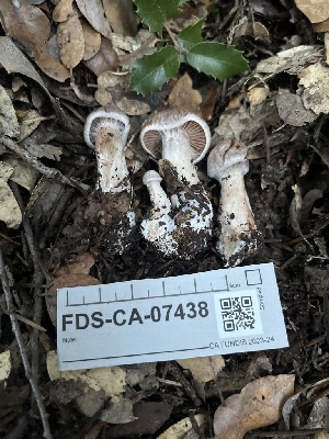  ( - FDS-CA-07438)  @11 [ ] by-nc (2024) Dean Lyons Fungal Diversity Survey