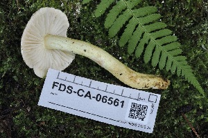  ( - FDS-CA-06561)  @11 [ ] by-nc (2024) Taye Bright Fungal Diversity Survey