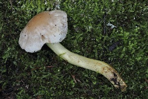  ( - FDS-CA-06561)  @11 [ ] by-nc (2024) Taye Bright Fungal Diversity Survey
