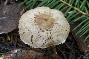  ( - FDS-CA-06562)  @11 [ ] by-nc (2024) Taye Bright Fungal Diversity Survey