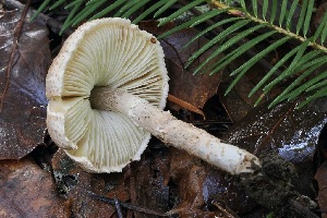  (Lepiota sp. felina-PNW07 - FDS-CA-06562)  @11 [ ] by-nc (2024) Taye Bright Fungal Diversity Survey