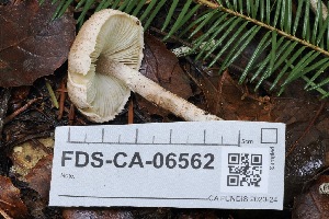  ( - FDS-CA-06562)  @11 [ ] by-nc (2024) Taye Bright Fungal Diversity Survey