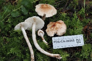  ( - FDS-CA-06565)  @11 [ ] by-nc (2024) Taye Bright Fungal Diversity Survey