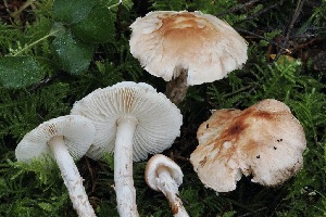  (Lepiota sp. helveola-PNW16 - FDS-CA-06565)  @11 [ ] by-nc (2024) Taye Bright Fungal Diversity Survey