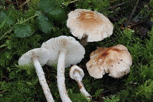  ( - FDS-CA-06565)  @11 [ ] by-nc (2024) Taye Bright Fungal Diversity Survey