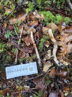  ( - FDS-CA-07418)  @11 [ ] by-nc (2024) Dean Lyons Fungal Diversity Survey