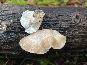  ( - FDS-CA-07419)  @11 [ ] by-nc (2024) Dean Lyons Fungal Diversity Survey